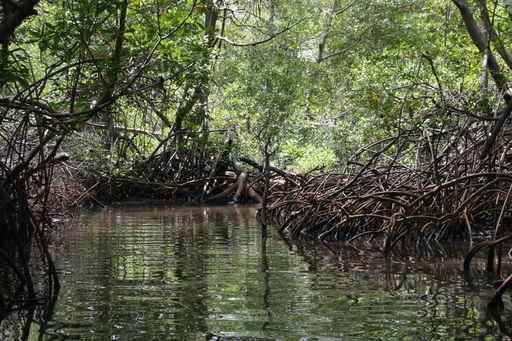 Mangrove Wall Decal
