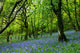 bluebell fairyland Wall Mural