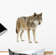 Young Wolf Staring at Its Pray Wall Decal