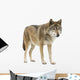 Young Wolf Staring at Its Pray Wall Decal