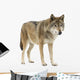 Young Wolf Staring at Its Pray Wall Decal