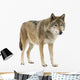 Young Wolf Staring at Its Pray Wall Decal