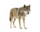 Young Wolf Staring at Its Pray Wall Decal