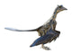 Archaeopteryx Winged Dinosaur Wall Decal