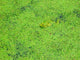 Frog Duckweed Wall Decal