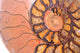 fossil ammonite Wall Mural