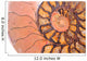 fossil ammonite Wall Mural