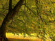 Autumn01 Wall Decal