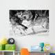 Wild Wolves Wall Mural