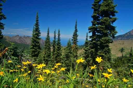 Mountain Meadow Wall Decal Design 3
