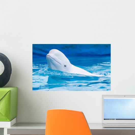 white dolphin in the pool Wall Mural