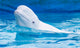 white dolphin in the pool Wall Mural