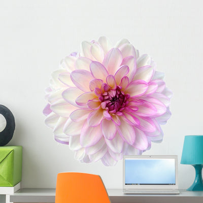 Pink Dahlia Wall Decal shown on a wall