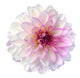 Pink Dahlia Wall Decal