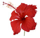 Red hibiscus flower isolated Wall Decal