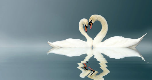Love Swans Wall Mural