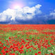 Meadow with Many Red Wall Decal