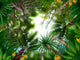 Illustration of Tropical Forest Wall Mural