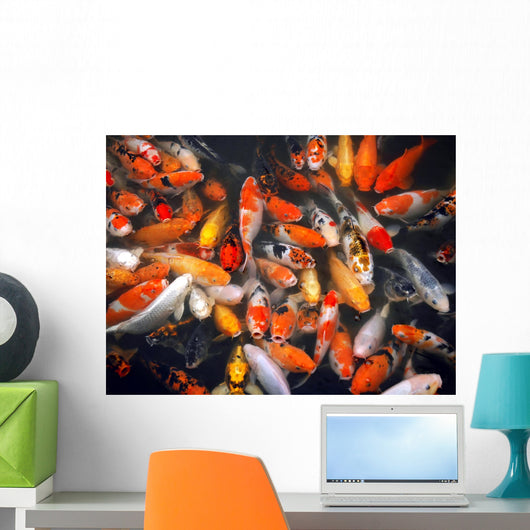 Mass of Carp Fish in the Pool Wall Mural