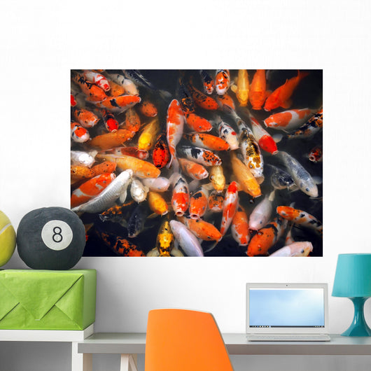Mass of Carp Fish in the Pool Wall Mural