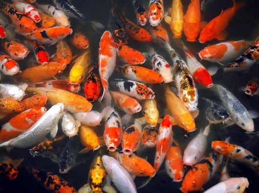 Mass of Carp Fish in the Pool Wall Mural