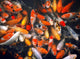 Mass of Carp Fish in the Pool Wall Mural