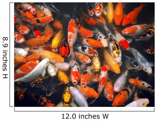 Mass of Carp Fish in the Pool Wall Mural