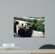 Eating Panda Wall Mural