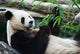 Eating Panda Wall Mural