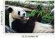 Eating Panda Wall Mural
