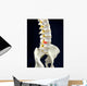 Spinal Disc Anatomy Wall Mural