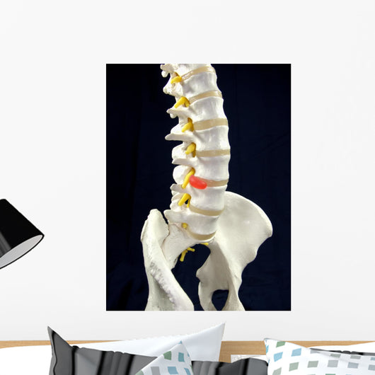 Spinal Disc Anatomy Wall Mural