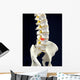 Spinal Disc Anatomy Wall Mural