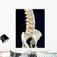 Spinal Disc Anatomy Wall Mural