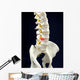 Spinal Disc Anatomy Wall Mural