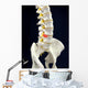 Spinal Disc Anatomy Wall Mural
