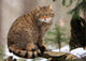 European Wildcat Wall Mural
