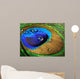Close-up Peacock Feather Wall Mural