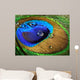 Close-up Peacock Feather Wall Mural