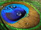 Close-up Peacock Feather Wall Mural