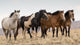 Wild Mustangs Wall Decal