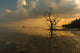 Dead Tree Still Standing Wall Decal