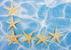 Starfish Border Wall Mural