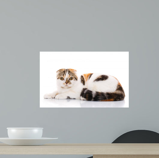 Scottish Fold Cat Lying Wall Decal