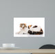 Scottish Fold Cat Lying Wall Decal