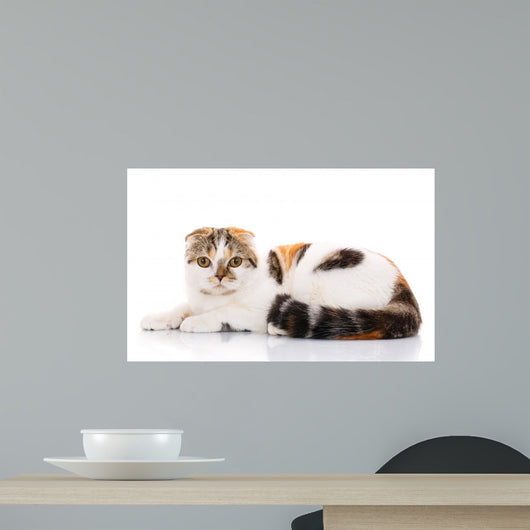 Scottish Fold Cat Lying Wall Decal