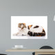 Scottish Fold Cat Lying Wall Decal