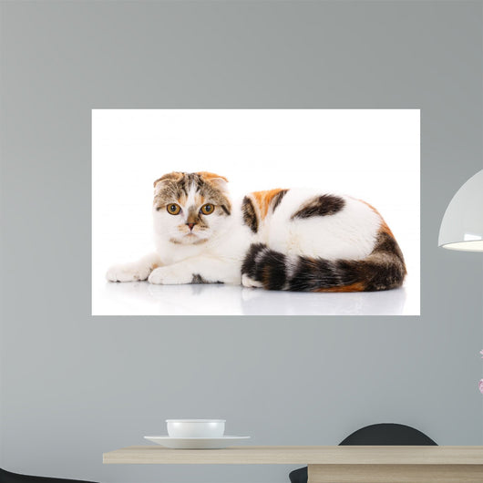 Scottish Fold Cat Lying Wall Decal