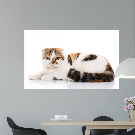 Scottish Fold Cat Lying Wall Decal