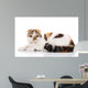 Scottish Fold Cat Lying Wall Decal